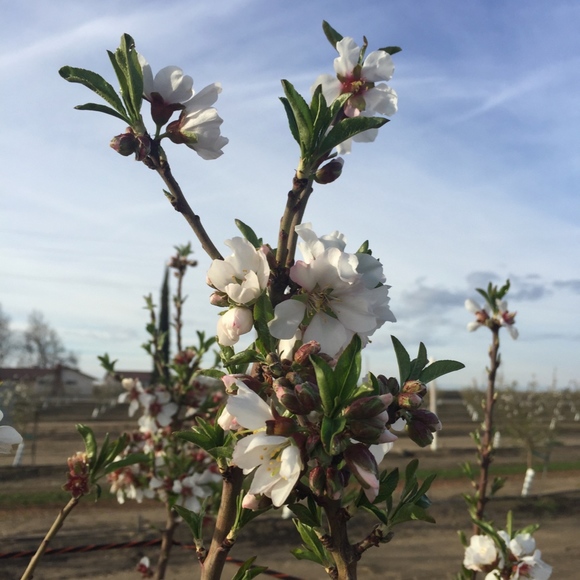 Meet your Posher, Jennifer - Picture 4 of 8